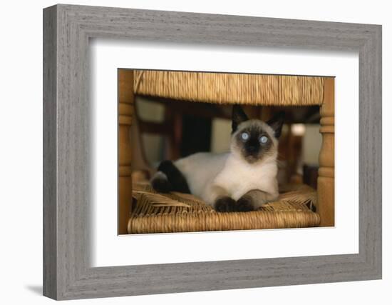 Siamese Cat on Chair-DLILLC-Framed Photographic Print