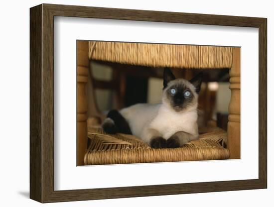 Siamese Cat on Chair-DLILLC-Framed Photographic Print