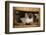 Siamese Cat on Chair-DLILLC-Framed Photographic Print