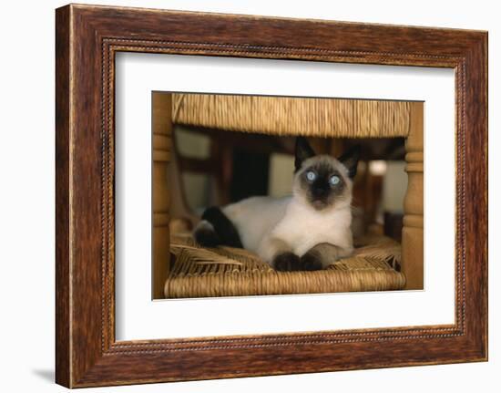 Siamese Cat on Chair-DLILLC-Framed Photographic Print