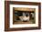 Siamese Cat on Chair-DLILLC-Framed Photographic Print