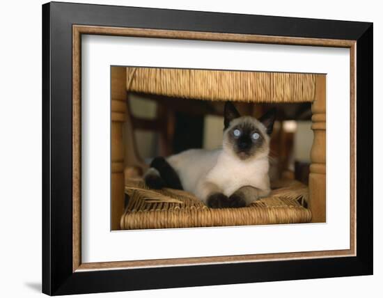 Siamese Cat on Chair-DLILLC-Framed Photographic Print