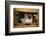Siamese Cat on Chair-DLILLC-Framed Photographic Print