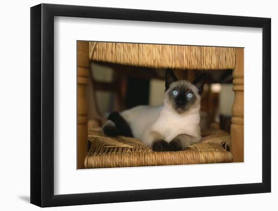 Siamese Cat on Chair-DLILLC-Framed Photographic Print