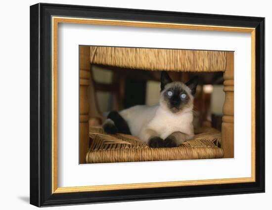 Siamese Cat on Chair-DLILLC-Framed Photographic Print