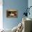 Siamese Cat on Chair-DLILLC-Photographic Print displayed on a wall