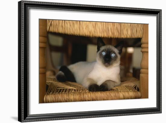 Siamese Cat on Chair-DLILLC-Framed Photographic Print