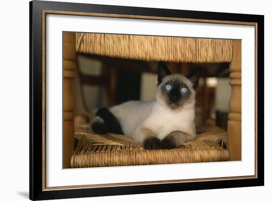 Siamese Cat on Chair-DLILLC-Framed Photographic Print