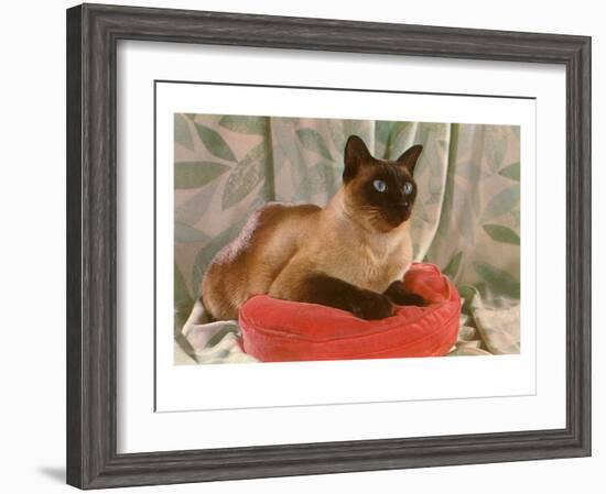 Siamese Cat on Pillow-null-Framed Art Print