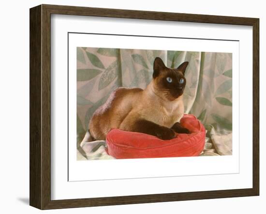 Siamese Cat on Pillow-null-Framed Art Print