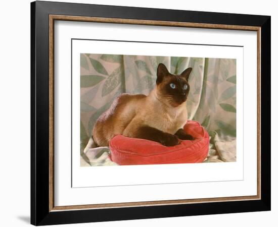 Siamese Cat on Pillow-null-Framed Art Print