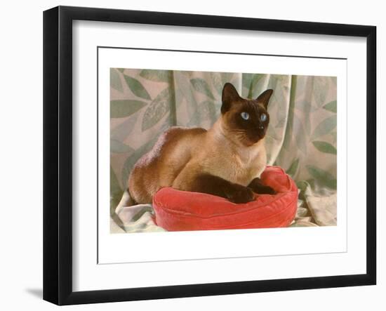 Siamese Cat on Pillow-null-Framed Art Print