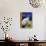 Siamese Cat, Series I-Isy Ochoa-Premium Giclee Print displayed on a wall