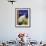 Siamese Cat, Series I-Isy Ochoa-Framed Premium Giclee Print displayed on a wall