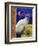 Siamese Cat, Series I-Isy Ochoa-Framed Giclee Print