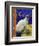 Siamese Cat, Series I-Isy Ochoa-Framed Giclee Print