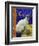 Siamese Cat, Series I-Isy Ochoa-Framed Giclee Print