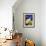 Siamese Cat, Series I-Isy Ochoa-Framed Giclee Print displayed on a wall