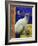 Siamese Cat, Series I-Isy Ochoa-Framed Giclee Print