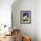 Siamese Cat, Series I-Isy Ochoa-Framed Giclee Print displayed on a wall