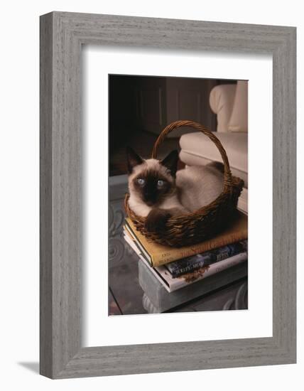 Siamese Cat Sitting in Basket on Coffee Table-DLILLC-Framed Photographic Print