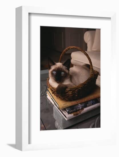 Siamese Cat Sitting in Basket on Coffee Table-DLILLC-Framed Photographic Print