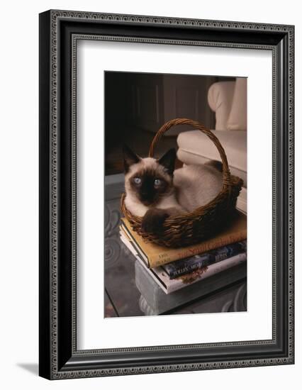 Siamese Cat Sitting in Basket on Coffee Table-DLILLC-Framed Photographic Print