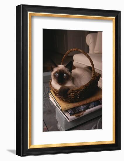 Siamese Cat Sitting in Basket on Coffee Table-DLILLC-Framed Photographic Print