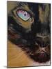 Siamese Cat-Michael Creese-Mounted Art Print