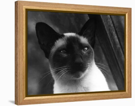 Siamese Cat-null-Framed Premier Image Canvas