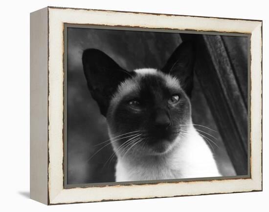 Siamese Cat-null-Framed Premier Image Canvas