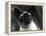 Siamese Cat-null-Framed Premier Image Canvas