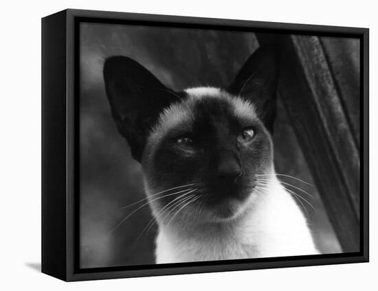 Siamese Cat-null-Framed Premier Image Canvas