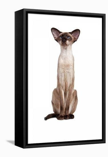 Siamese Cat-Fabio Petroni-Framed Premier Image Canvas