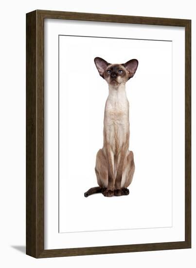 Siamese Cat-Fabio Petroni-Framed Photographic Print