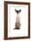 Siamese Cat-Fabio Petroni-Framed Photographic Print