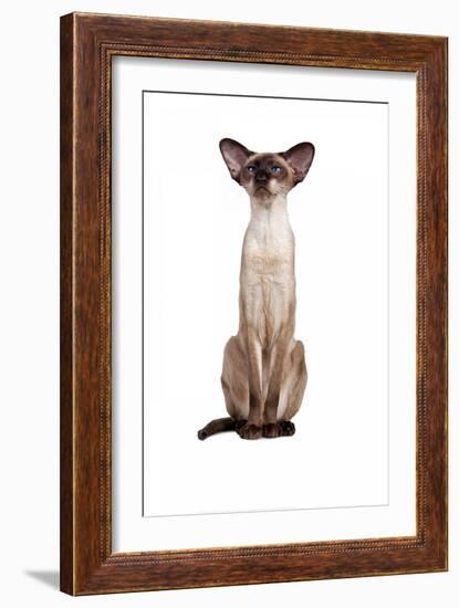 Siamese Cat-Fabio Petroni-Framed Photographic Print