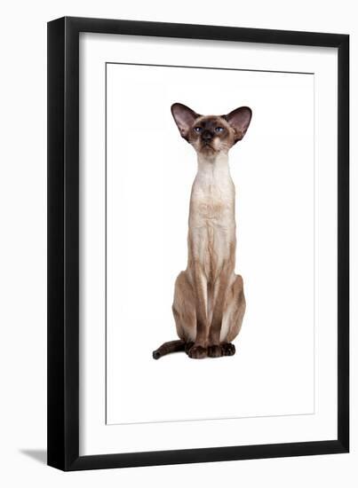 Siamese Cat-Fabio Petroni-Framed Photographic Print