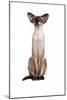 Siamese Cat-Fabio Petroni-Mounted Photographic Print