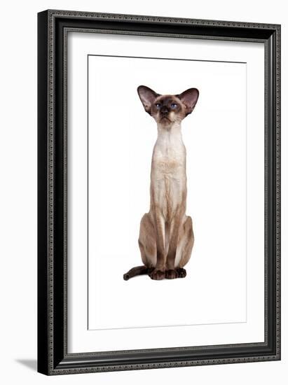 Siamese Cat-Fabio Petroni-Framed Photographic Print