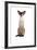 Siamese Cat-Fabio Petroni-Framed Photographic Print