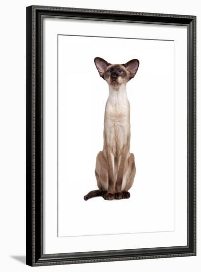 Siamese Cat-Fabio Petroni-Framed Photographic Print
