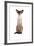 Siamese Cat-Fabio Petroni-Framed Photographic Print