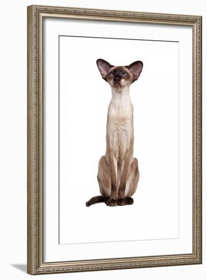 Siamese Cat-Fabio Petroni-Framed Photographic Print