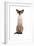 Siamese Cat-Fabio Petroni-Framed Photographic Print