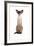 Siamese Cat-Fabio Petroni-Framed Photographic Print