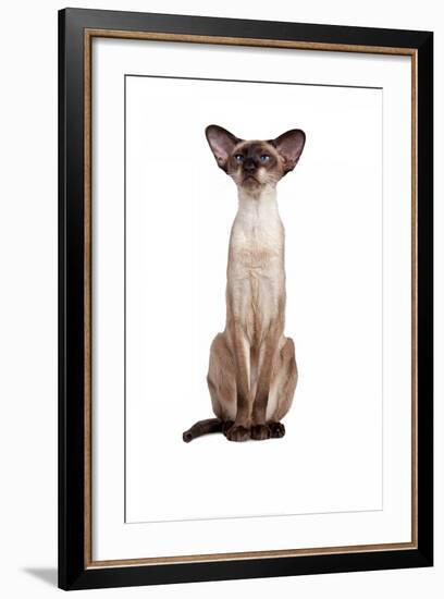 Siamese Cat-Fabio Petroni-Framed Photographic Print