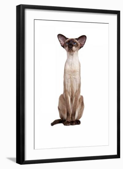 Siamese Cat-Fabio Petroni-Framed Photographic Print