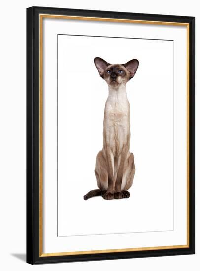 Siamese Cat-Fabio Petroni-Framed Photographic Print