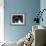 Siamese Cat-null-Framed Photographic Print displayed on a wall